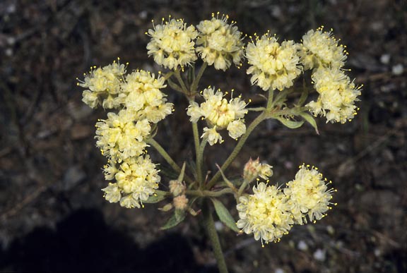 eriogonum ursinum var ursinum 3 graphic